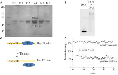 Identification and Analysis of Novel Inhibitors against NS3 Helicase and NS5B RNA-Dependent RNA Polymerase from Hepatitis C Virus 1b (Con1)